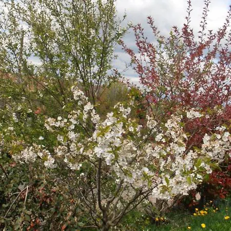 Spacieux Avec Jardin, Terrasse, Et Parc Proche Du Chateau - 6 Pers., Animaux Acceptes - Fr-1-496-102 * Fontanes (Loire)